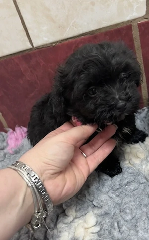 Bolonka Cvetna ritka orosz bichon kiskutyák - kép 7