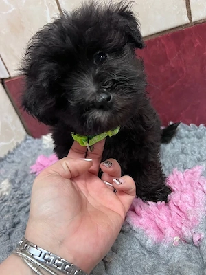 Bolonka Cvetna ritka orosz bichon kiskutyák - kép 4