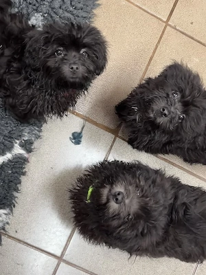 Bolonka Cvetna ritka orosz bichon kiskutyák - kép 2