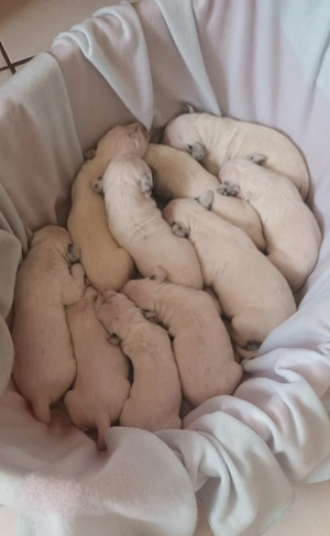 Dalmata törzskönyvezett kiskutyák szerető gazdát keresnek - kép 3