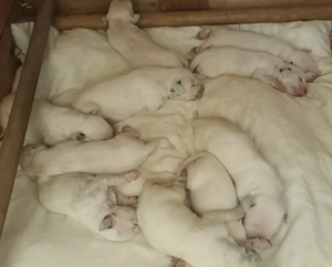 Dalmata törzskönyvezett kiskutyák szerető gazdát keresnek - kép 4