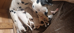 Dalmata törzskönyvezett kiskutyák szerető gazdát keresnek - kép 2