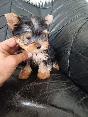 picike yorkshire terrier kiskutyák - kép 2