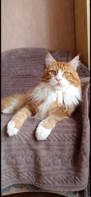 Maine coon kandúr  - kép 3