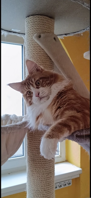 Maine coon kandúr  - kép 2