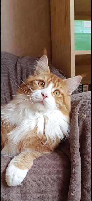 Maine coon kandúr  - kép 3