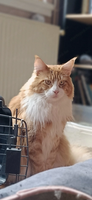 Maine coon kandúr  - kép 5