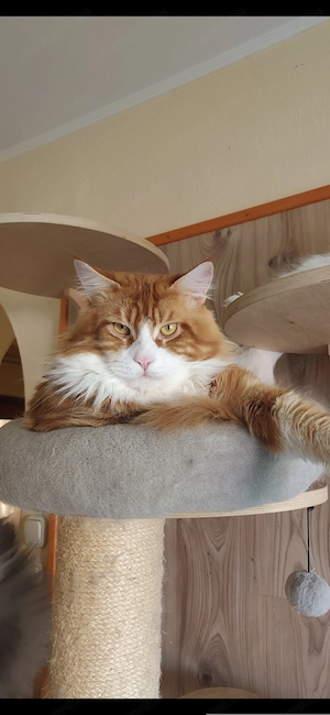 Maine coon kandúr  - kép 7