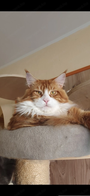 Maine coon kandúr  - kép 8
