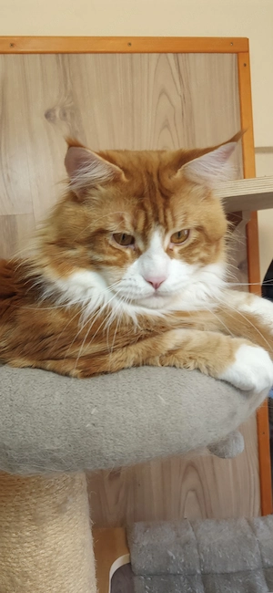 Maine coon kandúr  - kép 16