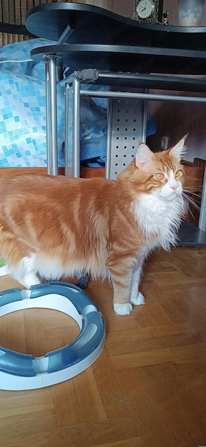 Maine coon kandúr  - kép 6