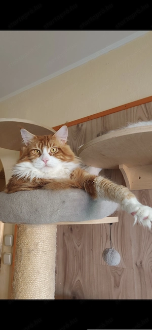 Maine coon kandúr  - kép 9