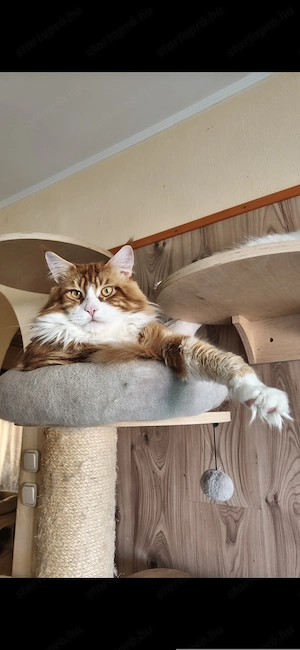 Maine coon kandúr  - kép 10
