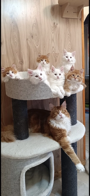 Maine coon kandúr  - kép 11