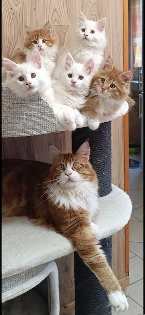 Maine coon kandúr  - kép 13
