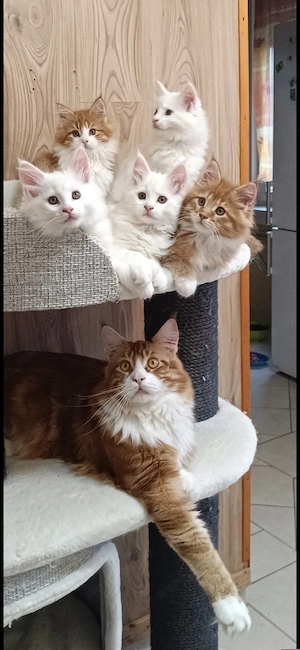 Maine coon kandúr  - kép 12