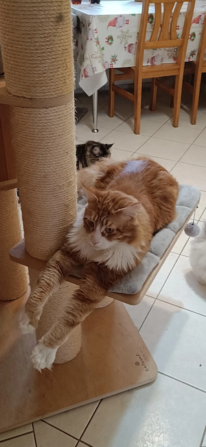 Maine coon kandúr  - kép 15