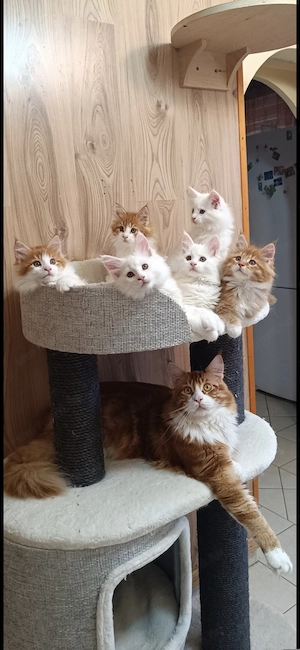 Maine coon kandúr  - kép 14