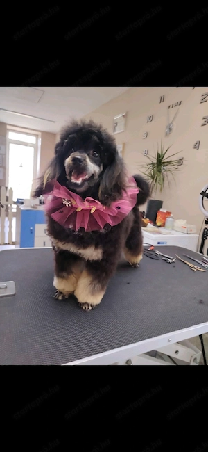 Havapoo kislany - kép 2