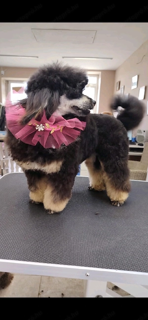 Havapoo kislany - kép 3