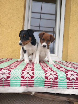 Sima szőrű foxterrier kölykök  - kép 4