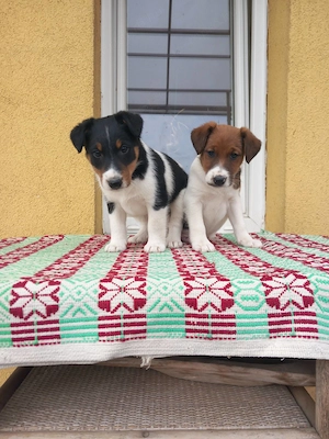 Sima szőrű foxterrier kölykök 