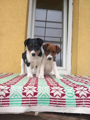 Sima szőrű foxterrier kölykök  - kép 5