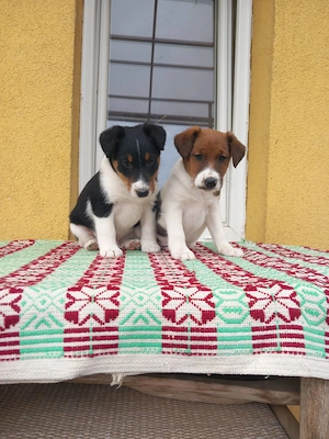 Sima szőrű foxterrier kölykök  - kép 2