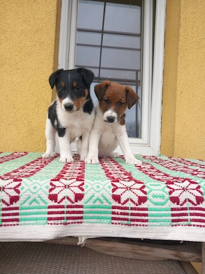 Sima szőrű foxterrier kölykök  - kép 3