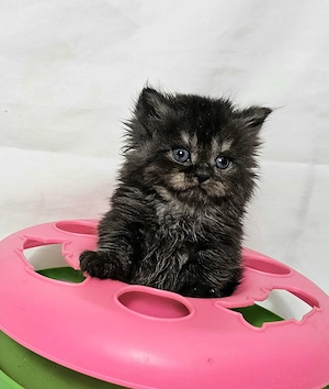 Eladó Selkirk Rex Longhair fiú cica baba - kép 11