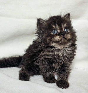 Eladó Selkirk Rex Longhair fiú cica baba - kép 6