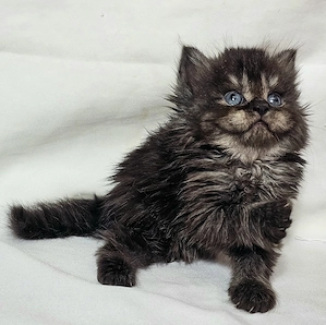 Eladó Selkirk Rex Longhair fiú cica baba - kép 5