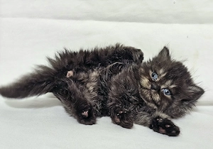 Eladó Selkirk Rex Longhair fiú cica baba - kép 7