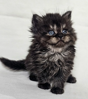 Eladó Selkirk Rex Longhair fiú cica baba - kép 9