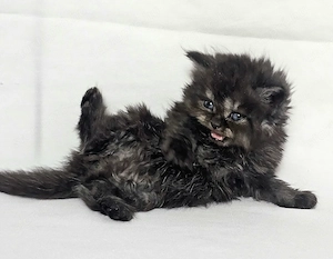 Eladó Selkirk Rex Longhair fiú cica baba - kép 2