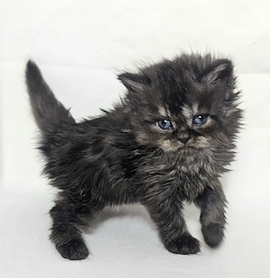 Eladó Selkirk Rex Longhair fiú cica baba - kép 10