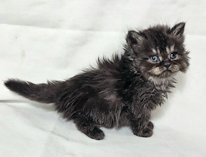Eladó Selkirk Rex Longhair fiú cica baba - kép 3