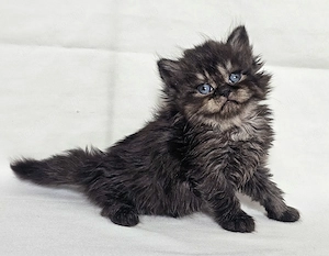 Eladó Selkirk Rex Longhair fiú cica baba - kép 8