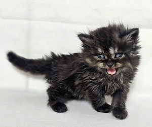 Eladó Selkirk Rex Longhair fiú cica baba - kép 4