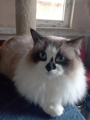 Bicolor ragdoll kisfiú eladó - kép 6