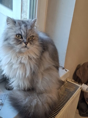 Gyönyörű perzsa kiscicák ár alatt eladók! - kép 8