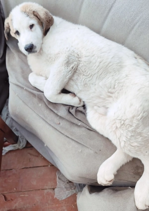 Közép-ázsiai juhászkutya 