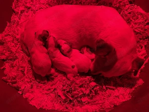 Jack russel terrier kölykök keresik álom otthonukat