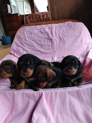 Fajtatiszta Törpetacsko - kép 4