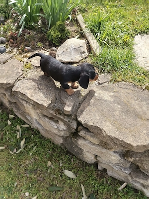 Fajtatiszta Törpetacsko - kép 2