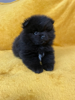 Törpe spicc kiskutyák  - kép 2