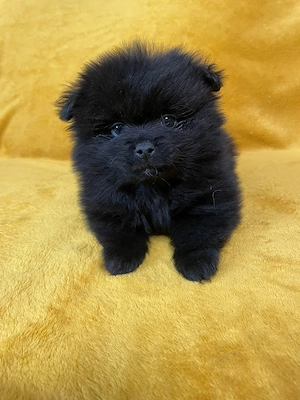 Törpe spicc kiskutyák  - kép 4