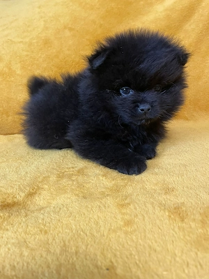 Törpe spicc kiskutyák  - kép 3