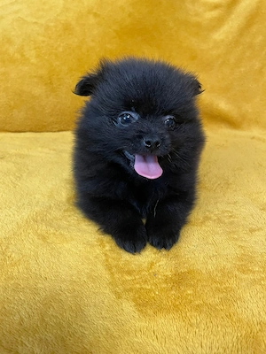 Törpe spicc kiskutyák  - kép 5