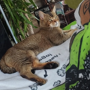 Abesszin kisl ny - kép 5